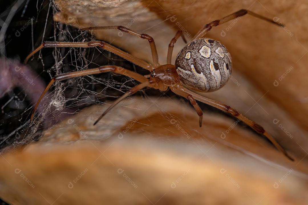 Aranha-viúva-marrom fêmea adulta espécie Latrodectus geometricus dentro de  fruto de jacarandá