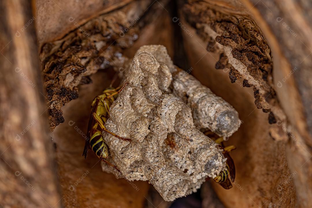 Adult long-waisted paper wasps of the genus Mischocyttarus