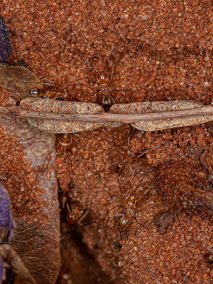 Formigas adultas da pirâmide do gênero Dorymyrmex