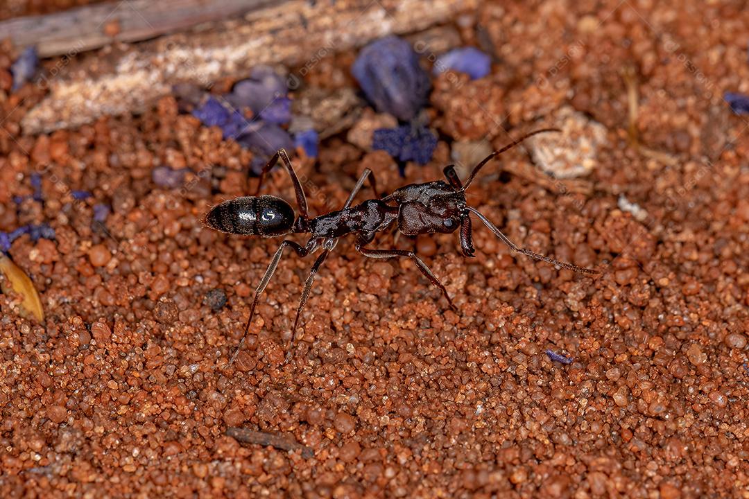 Formiga Red Trap-jaw adulta do gênero Odontomachus