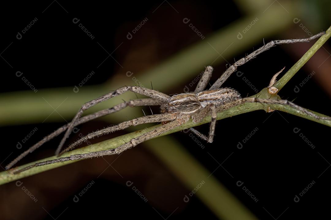 Aranha do Caranguejo Correndo da Família Philodromidae