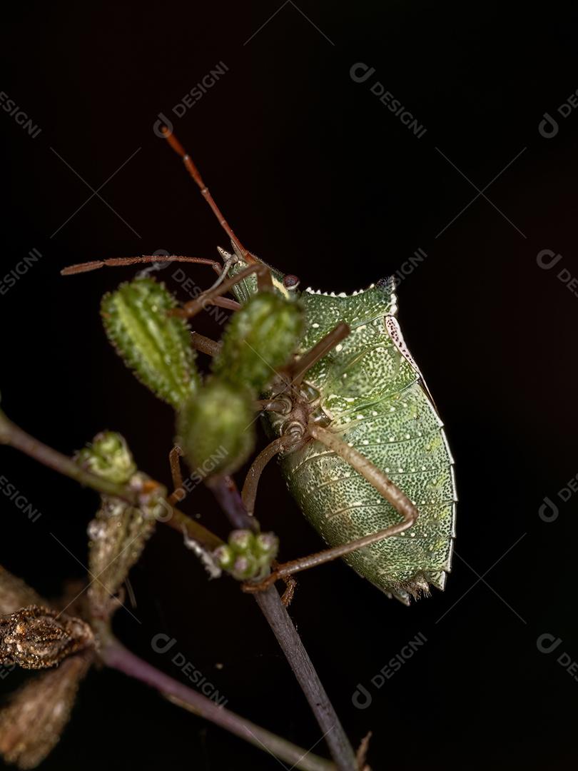 Percevejo adulto da espécie Diceraeus melacanthus