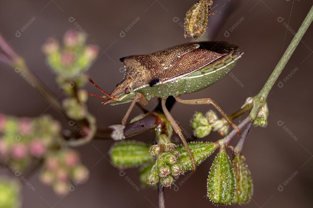 Percevejo adulto da espécie Diceraeus melacanthus