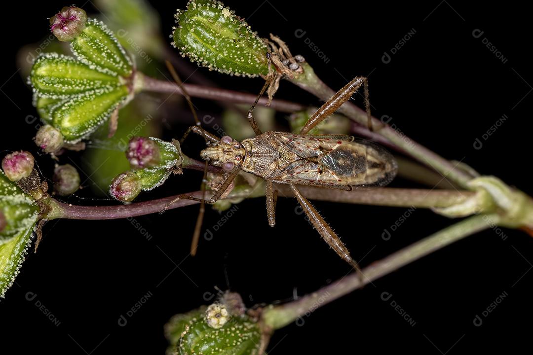 Inseto de planta sem cheiro adulto da família Rhopalidae