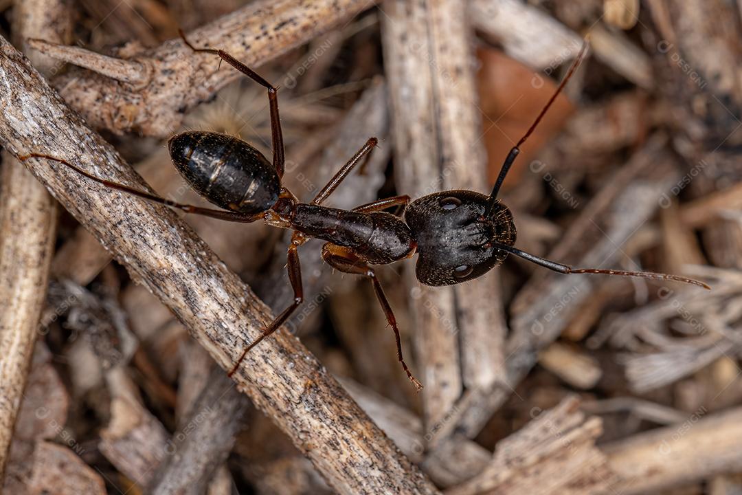 Formiga de carpinteiro fêmea adulta do gênero Camponotus