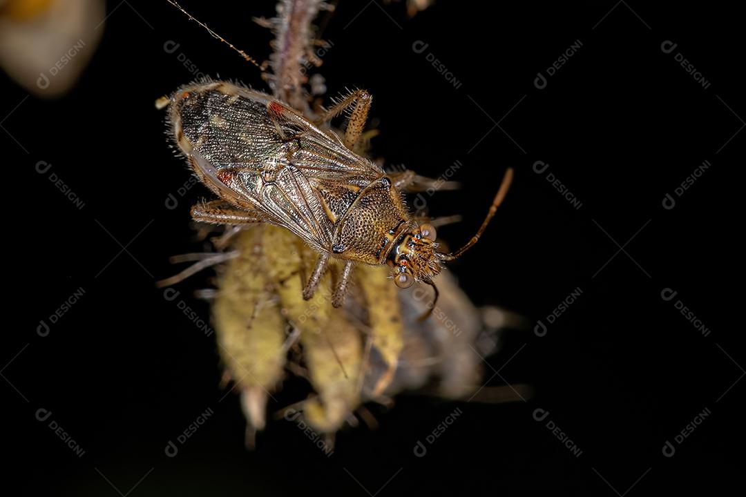 Inseto de planta sem cheiro adulto da família Rhopalidae