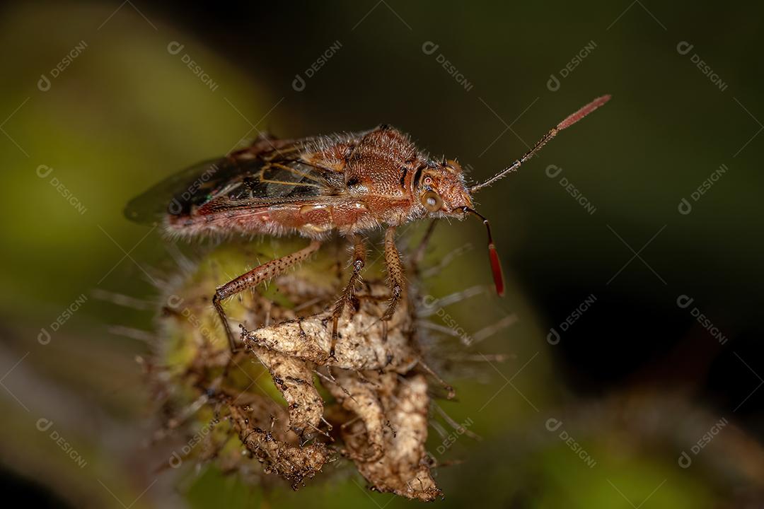 Inseto de planta sem cheiro adulto da família Rhopalidae