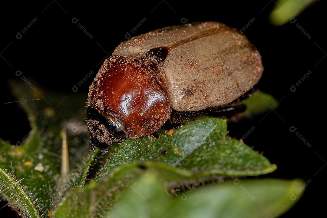 Escaravelho marrom adulto da família Scarabaeidae