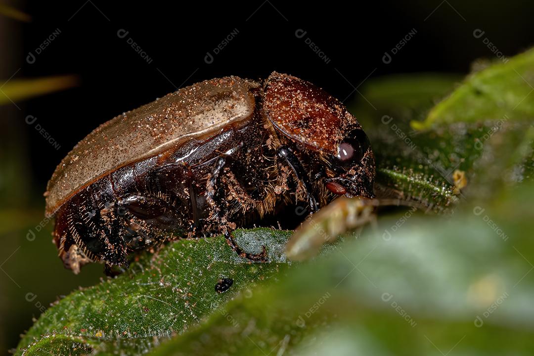 Escaravelho marrom adulto da família Scarabaeidae