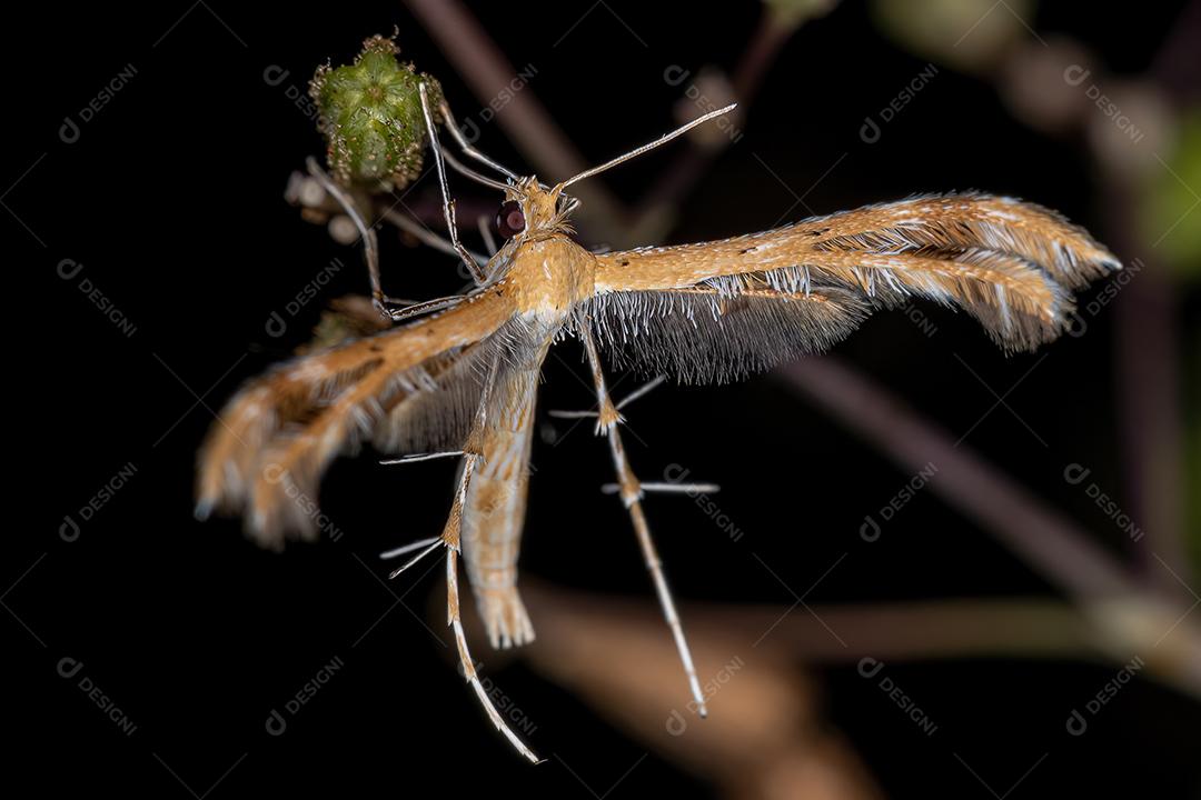 Mariposa de pluma adulta da família Pterophoridae