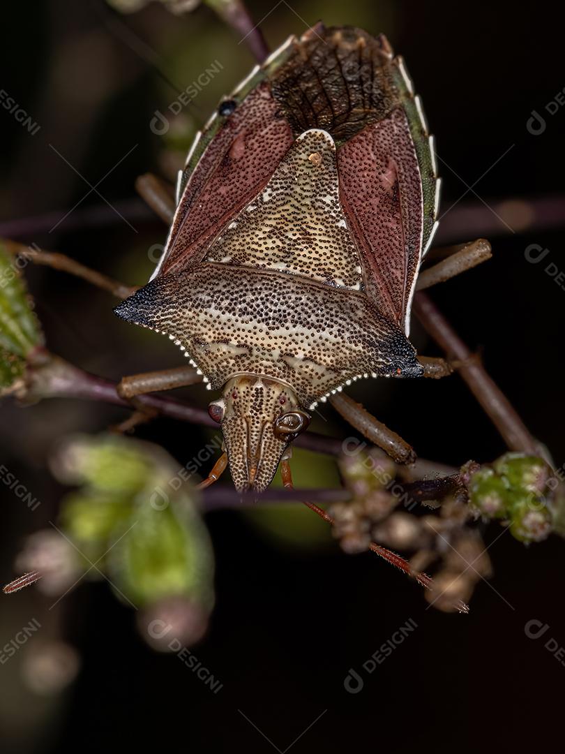 Percevejo adulto da espécie Diceraeus melacanthus