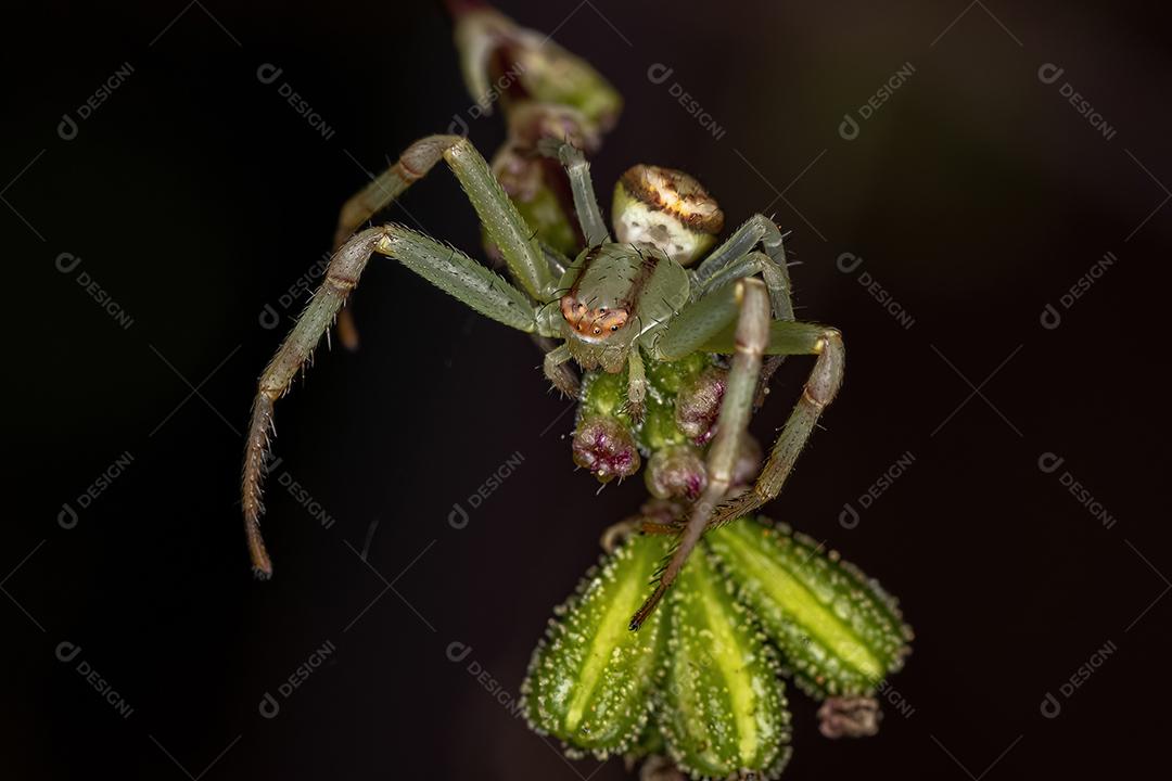 Aranha-caranguejo fêmea adulta da família Thomisidae