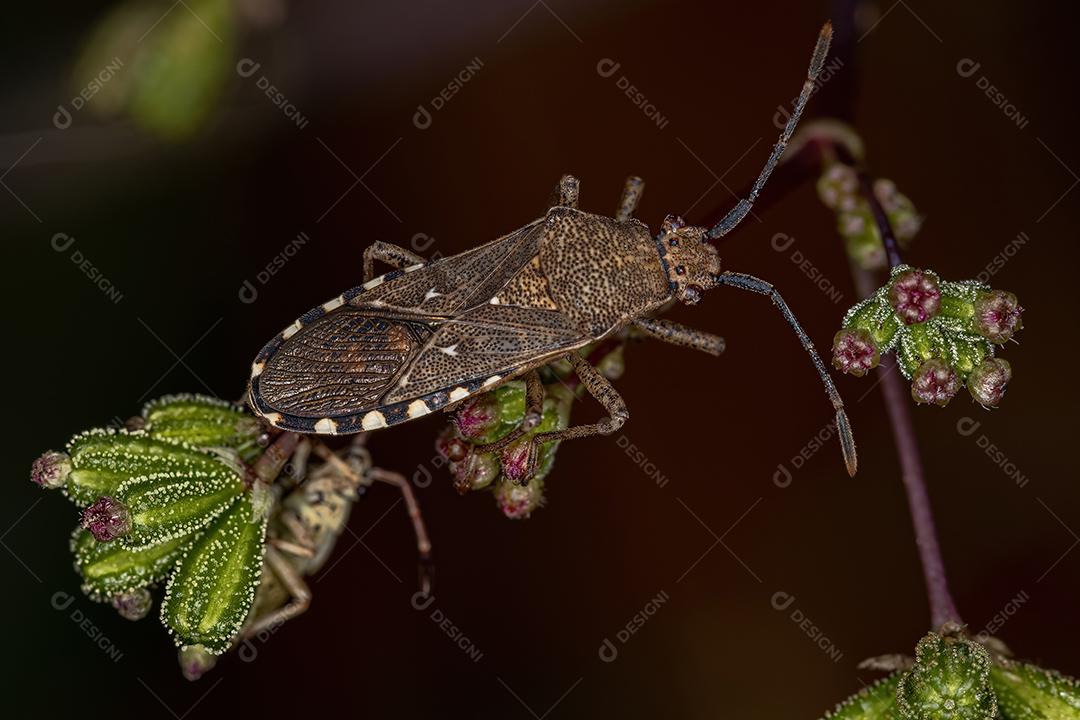 Inseto-pé-de-folha adulto da espécie Catorhintha guttula