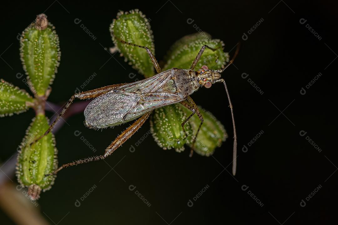 Inseto de planta sem cheiro adulto da família Rhopalidae