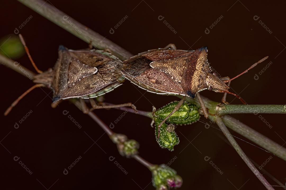 Percevejo adulto da espécie Diceraeus melacanthus acoplamento
