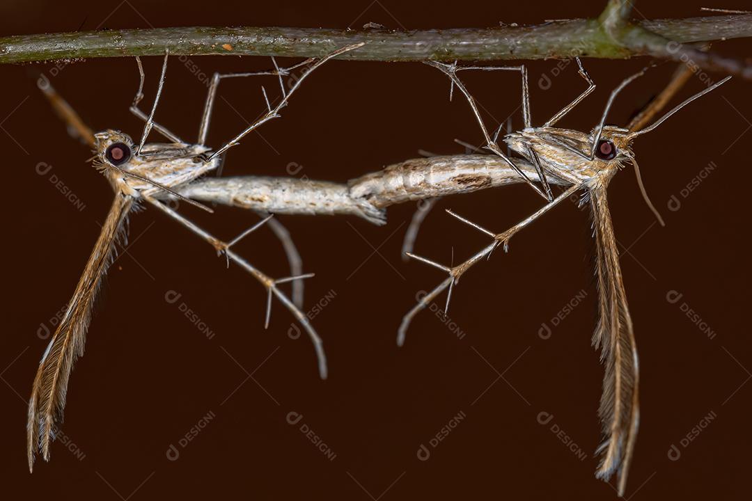 Percevejo adulto da espécie Diceraeus melacanthus acoplamento