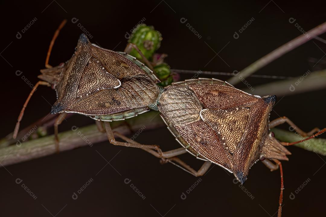 Percevejo adulto da espécie Diceraeus melacanthus acoplamento