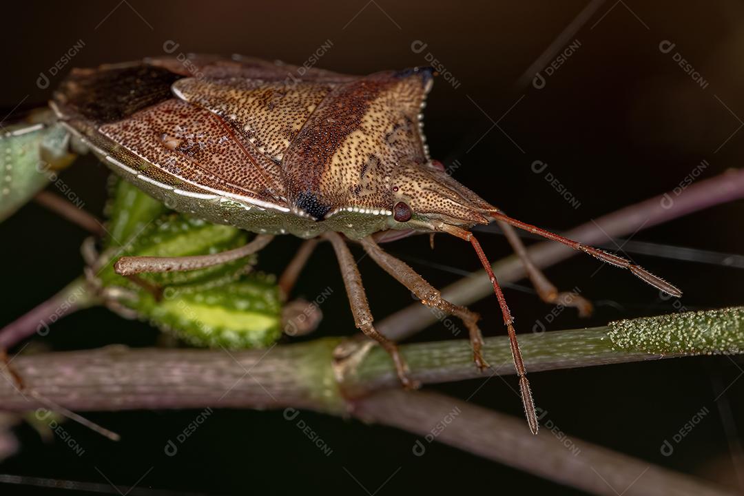 Percevejo adulto da espécie Diceraeus melacanthus acoplamento