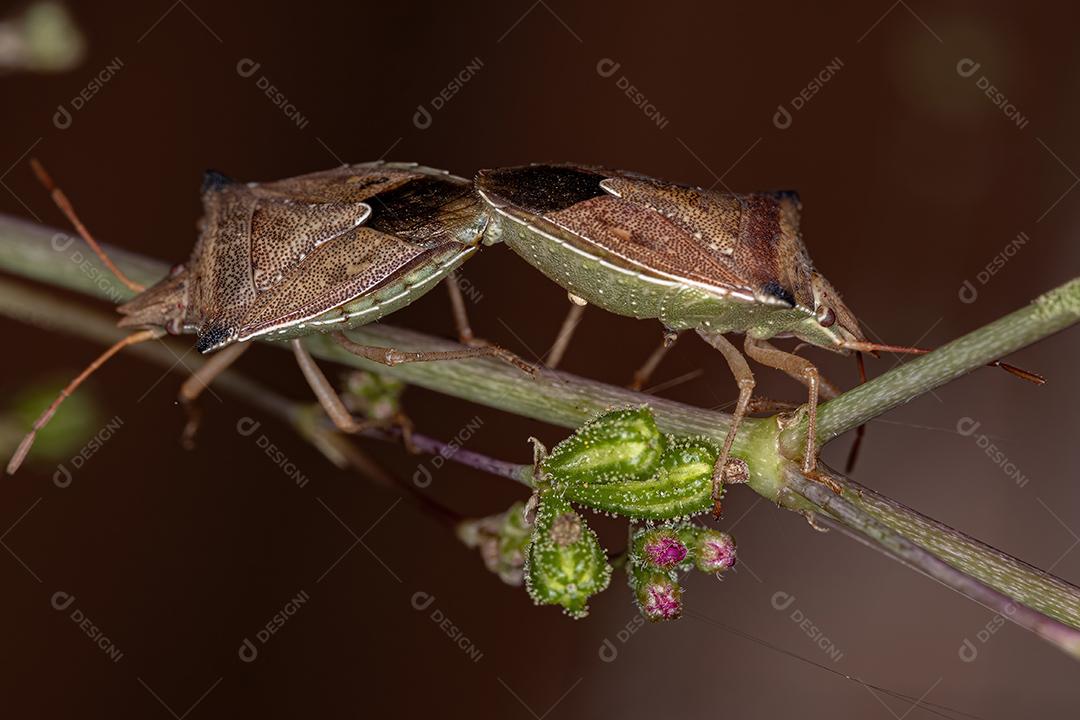 Percevejo adulto da espécie Diceraeus melacanthus acoplamento