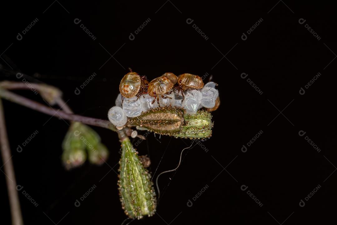 Ninfa de pequenos percevejos da família Pentatomidae