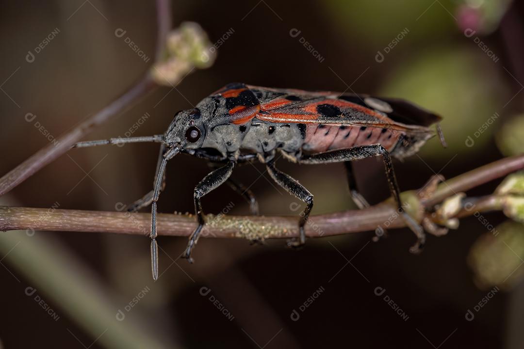 Inseto-semente adulto da espécie Lygaeus alboornatus