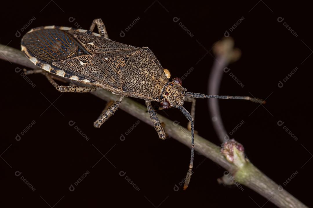 Inseto-pé-de-folha adulto da espécie Catorhintha guttula