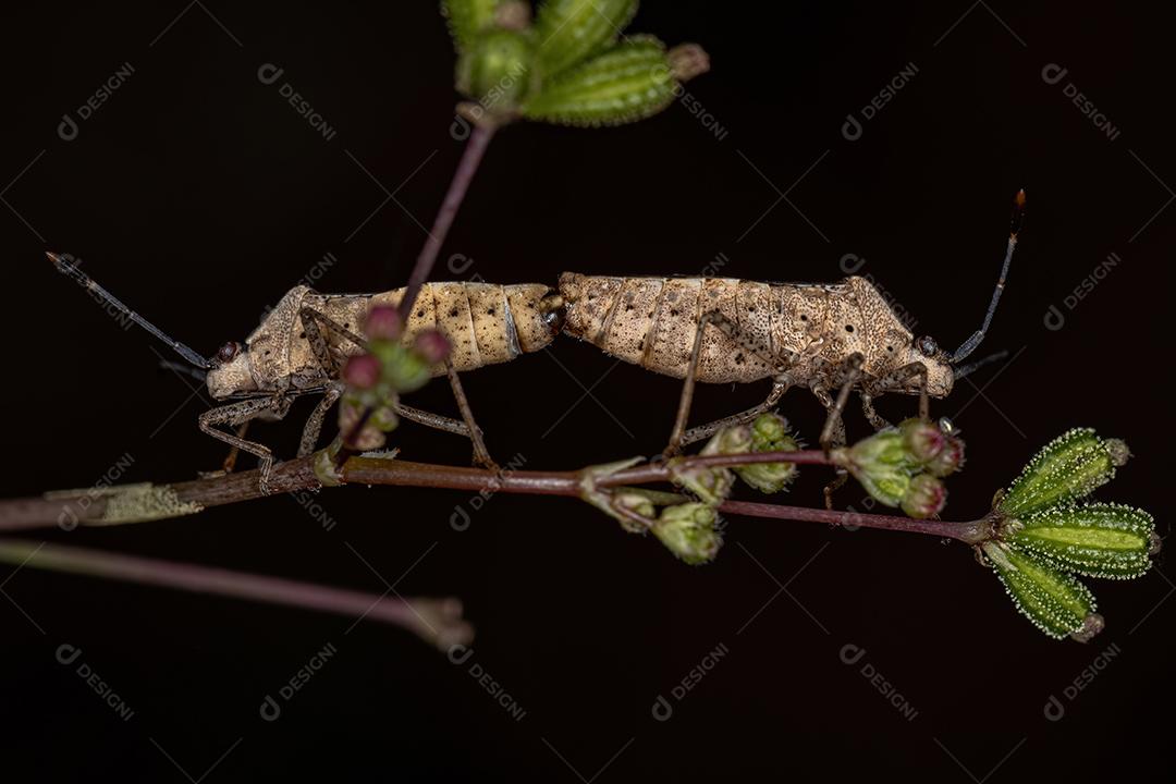 Insetos folhados adultos da espécie Catorhintha guttula acoplamento