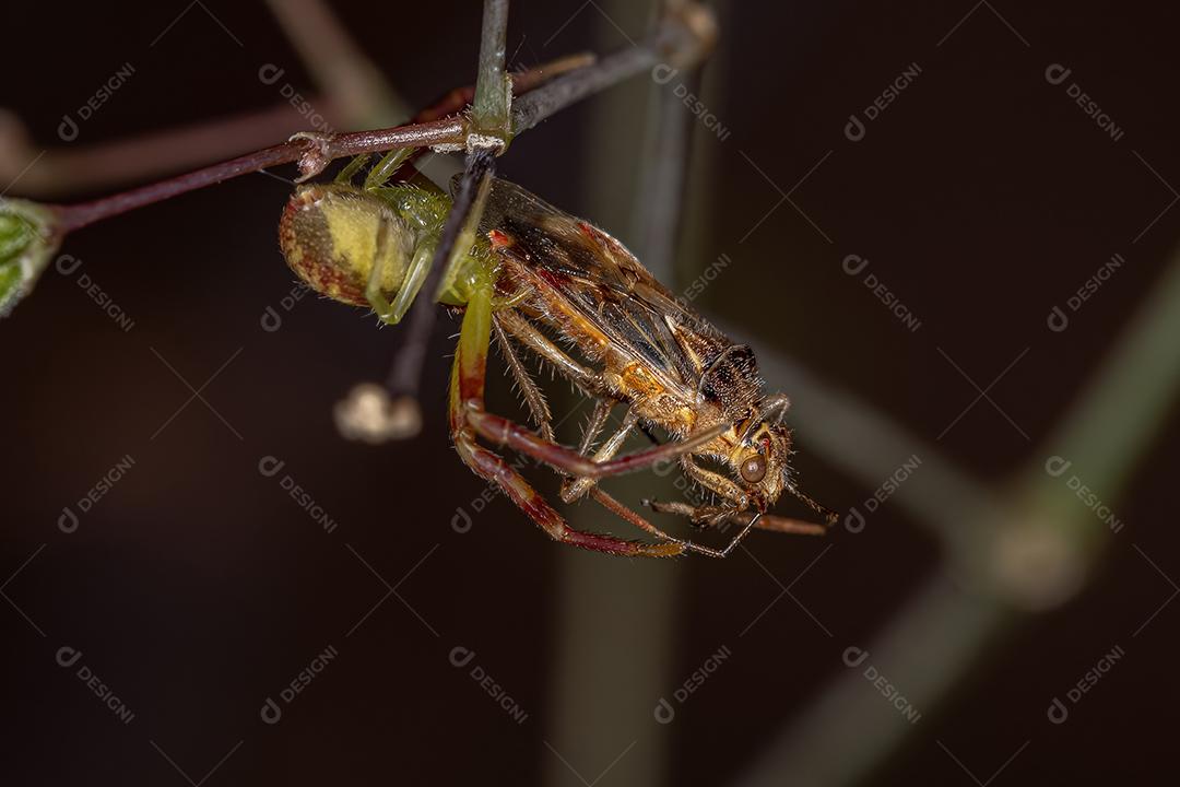 Aranha-caranguejo-fêmea-adulta da família Thomisidae predando um inseto-planta