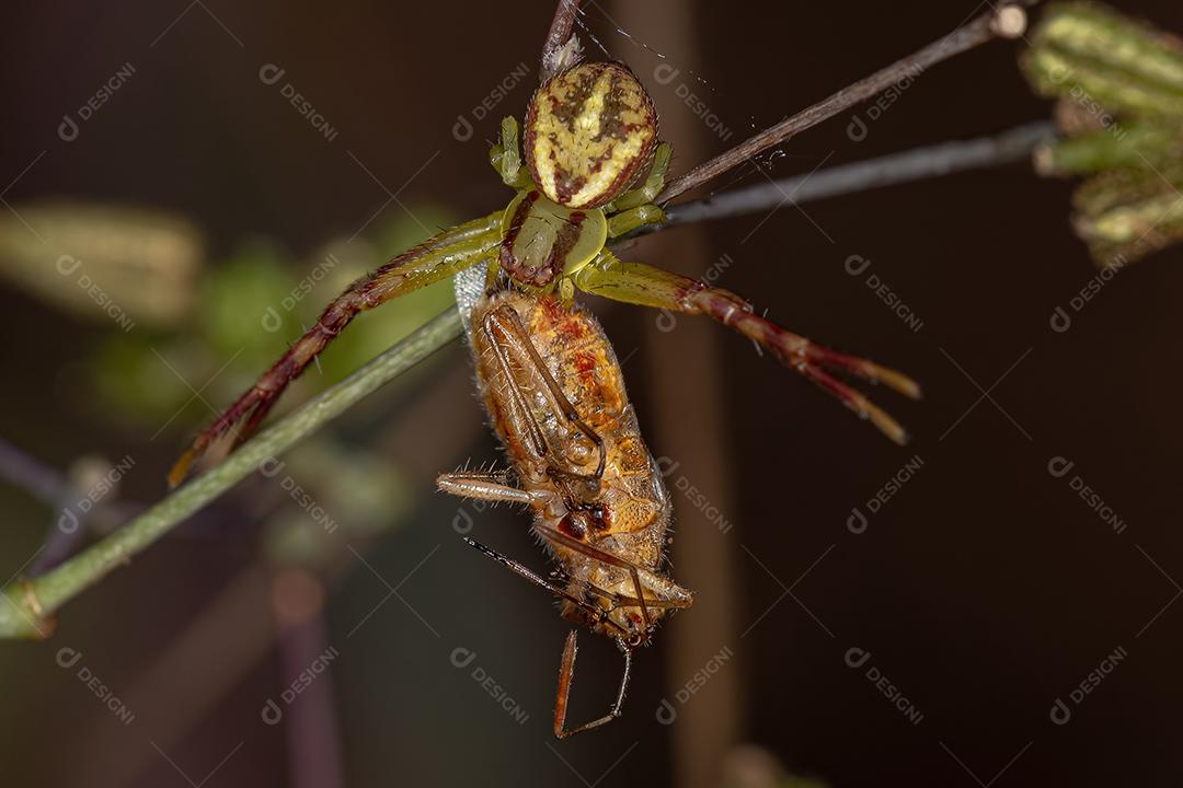 Aranha-caranguejo-fêmea-adulta da família Thomisidae predando um inseto-planta