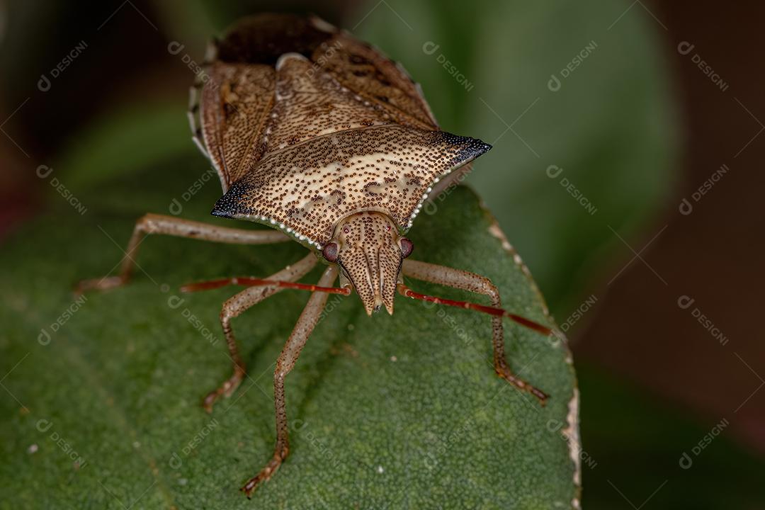 Adulto Barriga verde da espécie Diceraeus melacanthus acoplamento