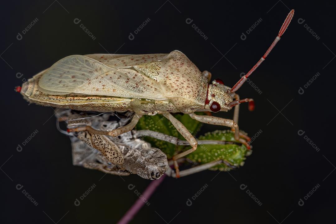 Inseto foliar adulto da espécie Catorhintha guttula recém maturado