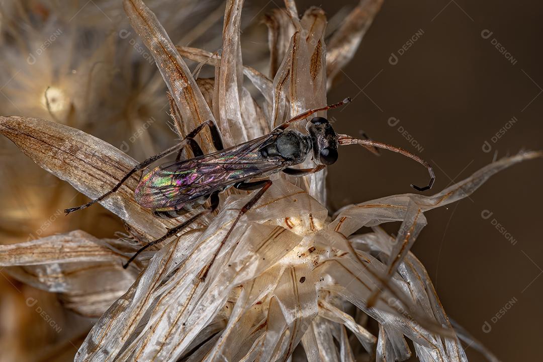 Vespa-aranha adulta da família Pompilidae