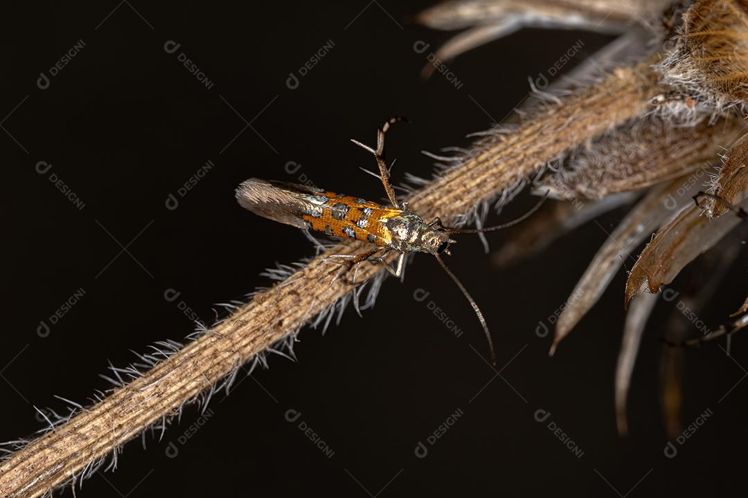 Mariposa do Sol adulta da Família Heliodinidae