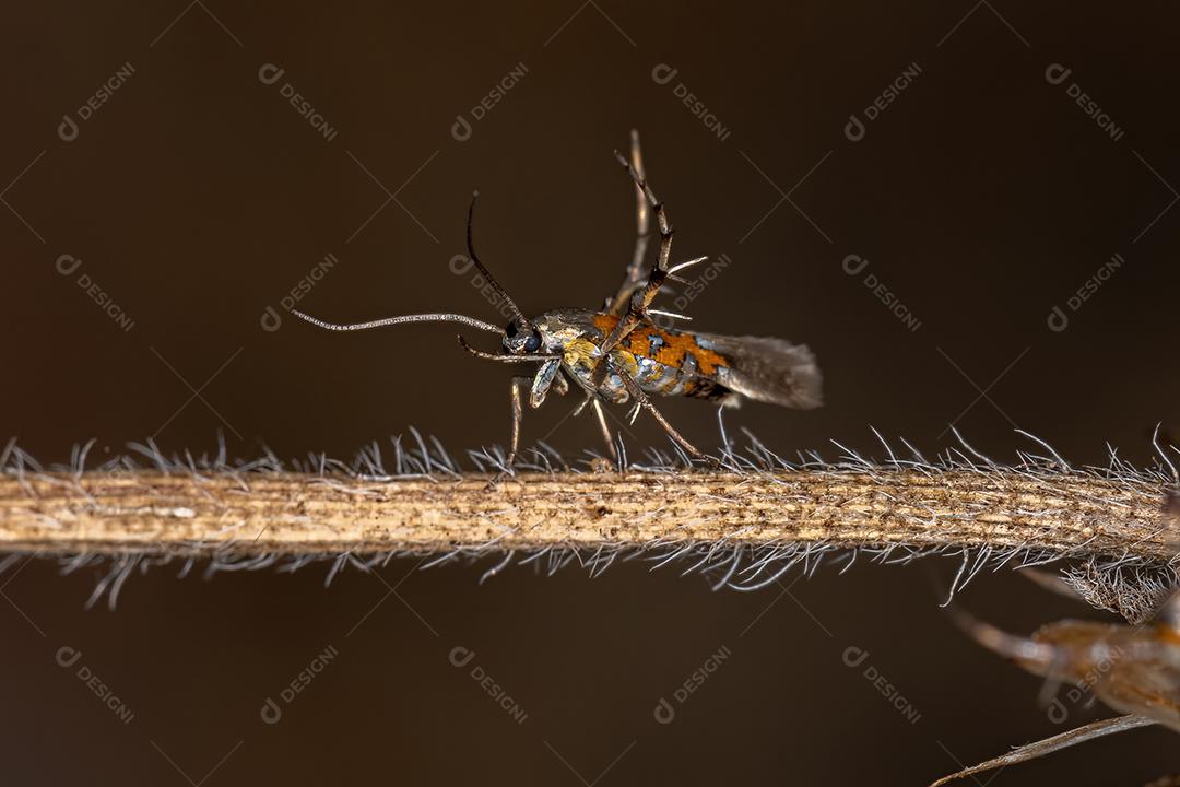 Mariposa do Sol adulta da Família Heliodinidae