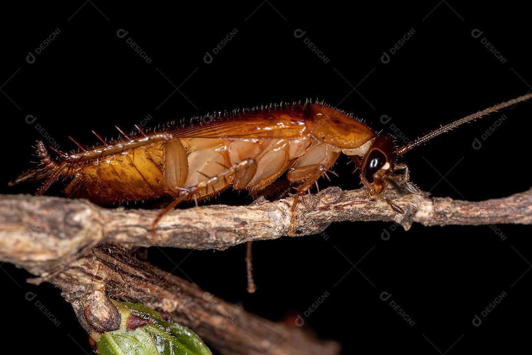 Barata de madeira adulta da família Ectobiidae