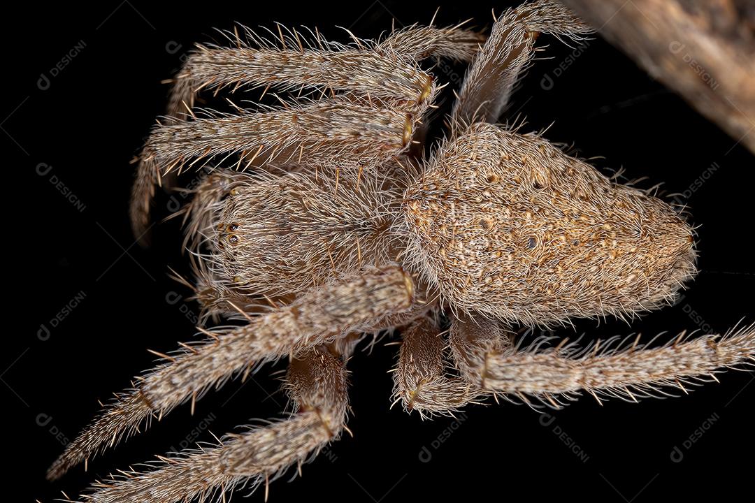 Fêmea Adulta Típica Orbweaver da espécie Eriophora edax