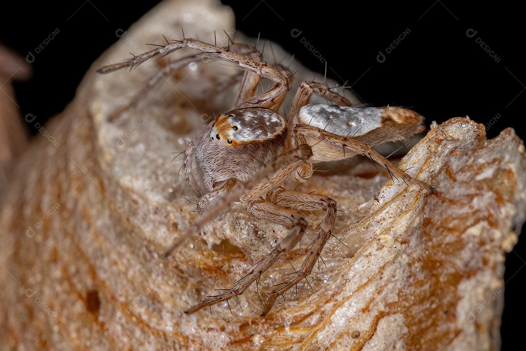 Aranha lince adulta fêmea do gênero Hamataliwa