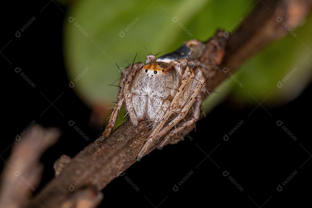 Aranha lince adulta fêmea do gênero Hamataliwa