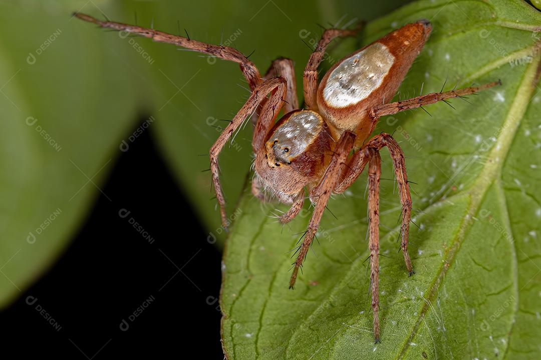 Aranha lince adulta fêmea do gênero Hamataliwa