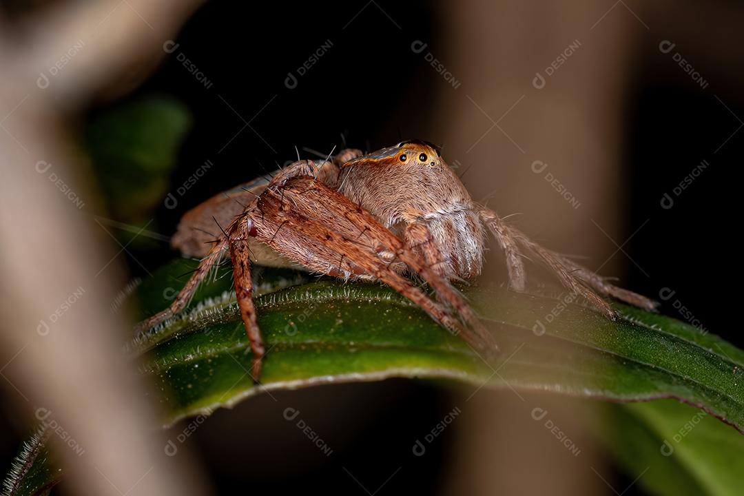 Aranha lince adulta fêmea do gênero Hamataliwa