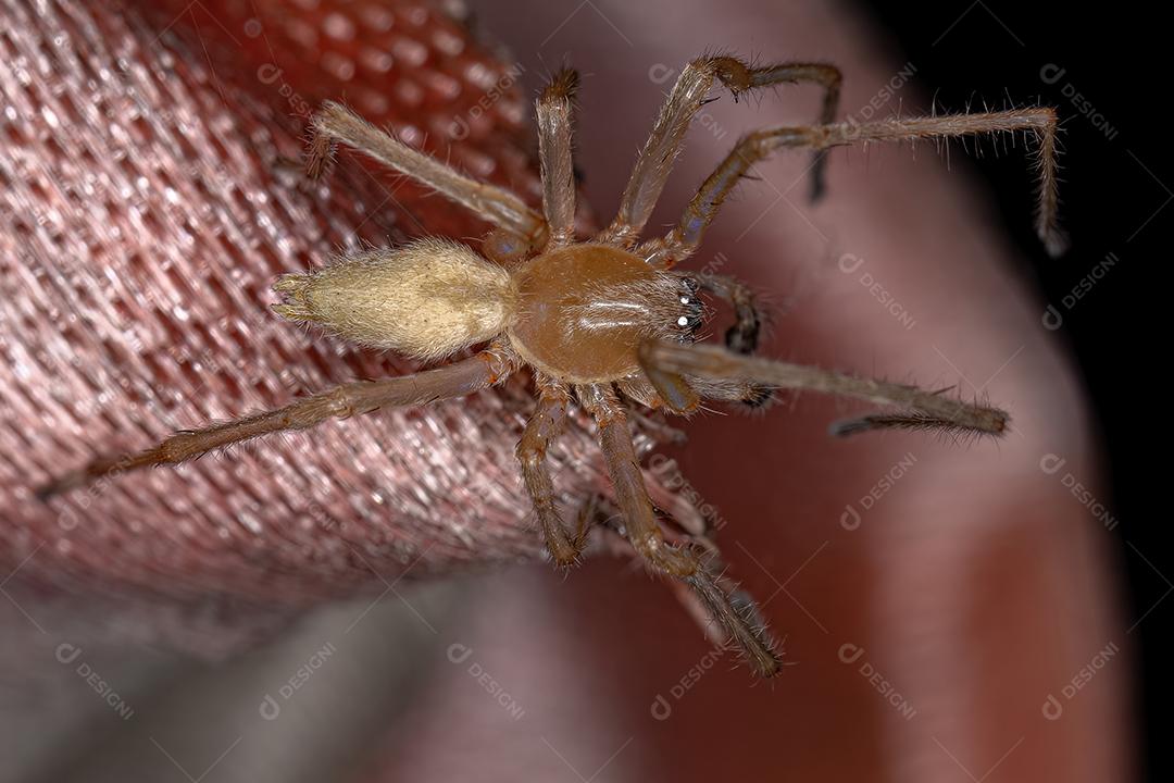 Aranha de Saco de Pernas Longas Macho Adulto do Gênero Cheiracanthium