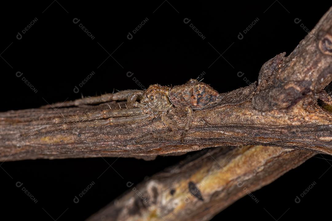 Aranha pequena do caranguejo da família Thomisidae