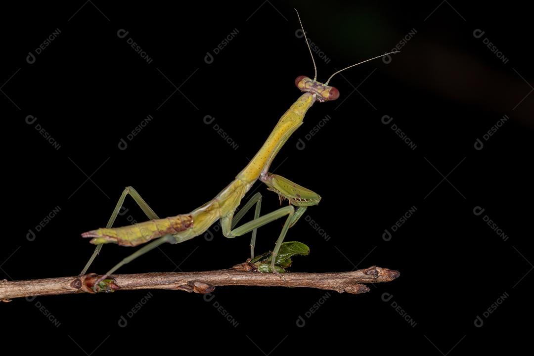 Ninfa Mantid pequena da subfamília Vatinae