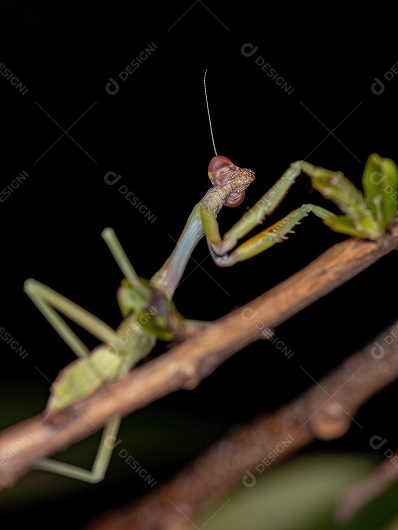 Ninfa Mantid pequena da subfamília Vatinae