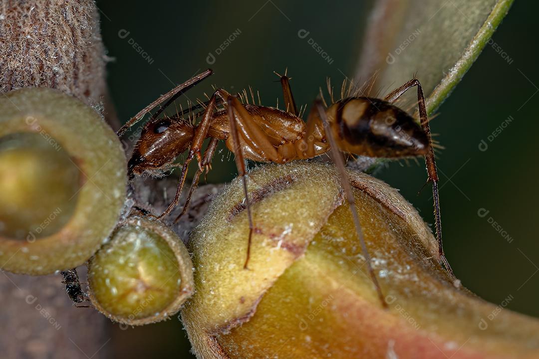 Formiga de carpinteiro fêmea adulta do gênero Camponotus