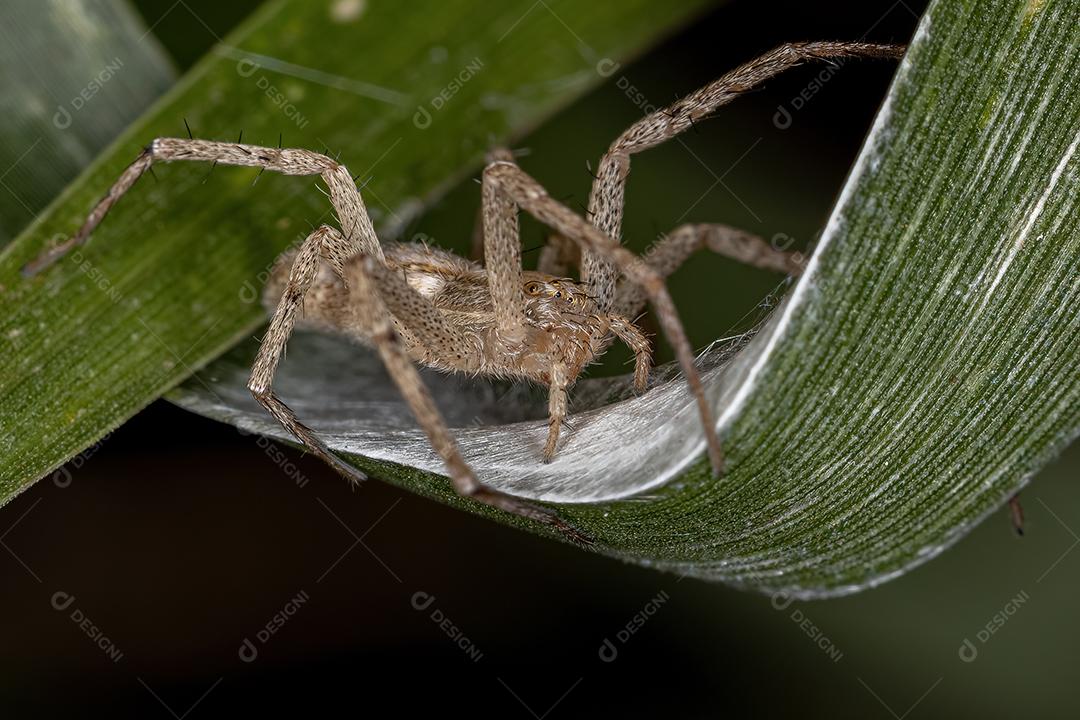 Aranha de caranguejo adulta fêmea da família Philodromidae protegendo seus ovos