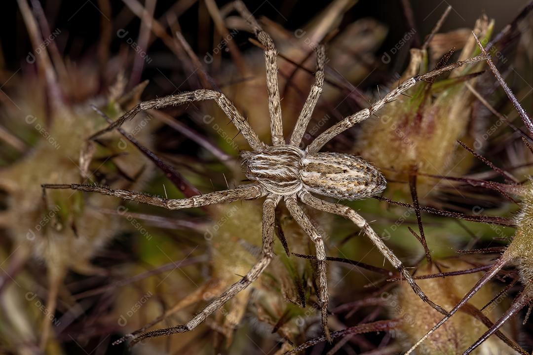 Aranha do Caranguejo Correndo da Família Philodromidae