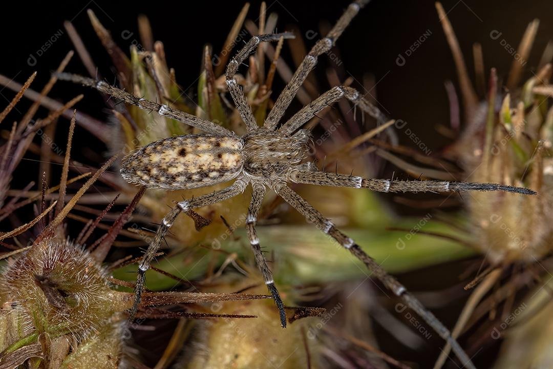 Aranha do Caranguejo Correndo da Família Philodromidae