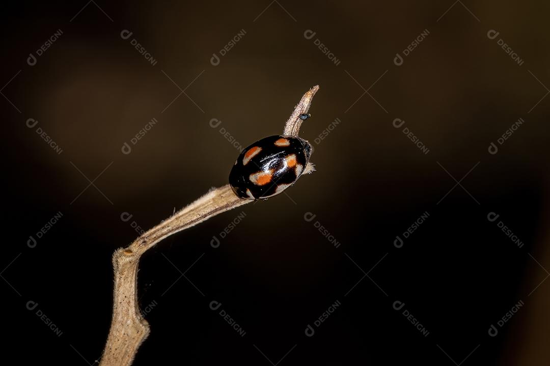 Sigilo adulto Lady Beetle da espécie Hyperaspis festiva