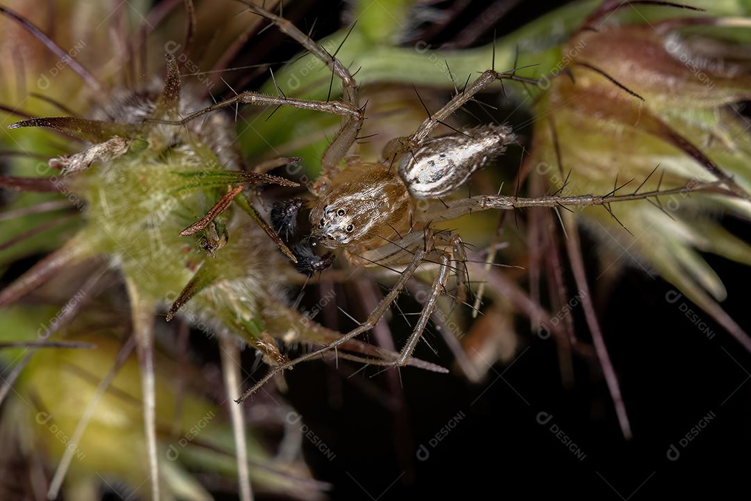 Aranha Lince Listrada Masculina do gênero Oxyopes